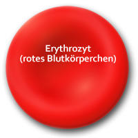 Erythrozyt (rotes Blutkörperchen)