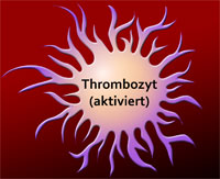 Thrombozyten (aktiviert)